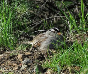 White-Crowned Sparrow