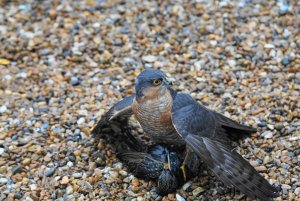 Sparrow Hawk