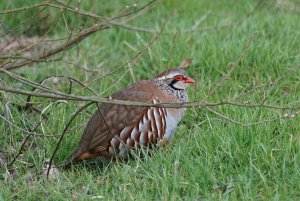 Red Legged Partridge