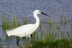 Little Egret