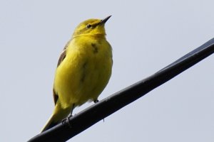 Yellow Wagtail