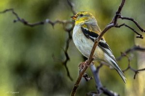 Goldfinch ready to molt