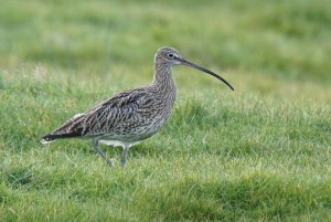 Curlew