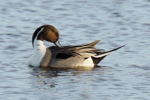 Pintail