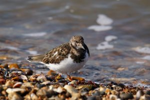 Turnstone