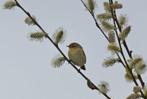 Chiffchaff