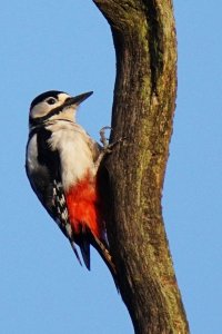 Greater Spotted Woodpecker