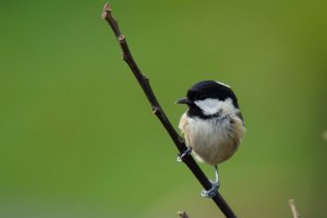 Coal Tit