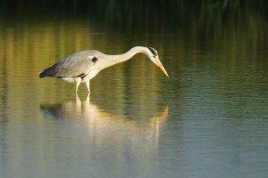 Grey Heron