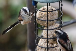 Long Tailed Tit