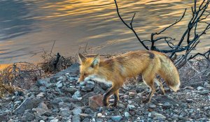 Fox Fishing