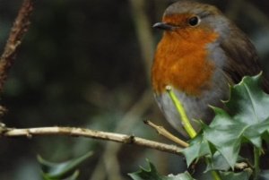Robin!