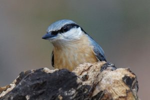 Nuthatch