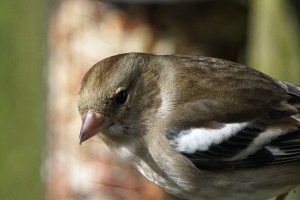 Female Chaffinch