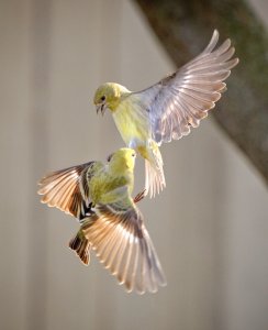 Lesser Goldfinches