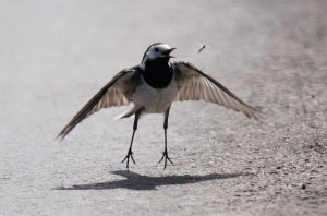 Pied Wagtail