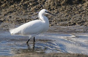 Little Egret