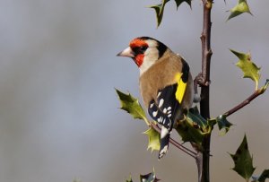 Goldfinch