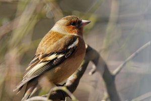 Chaffinch - Male