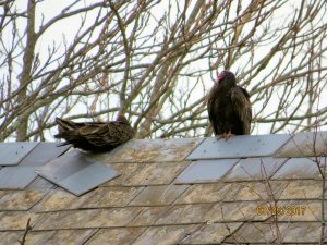 Turkey Vultures