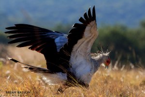 Secretary-bird