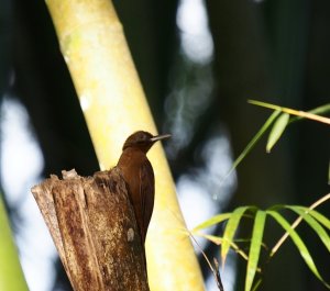 Plain-brown Woodcreeper