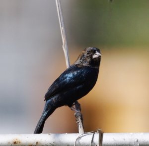 Blue-black Grassquit