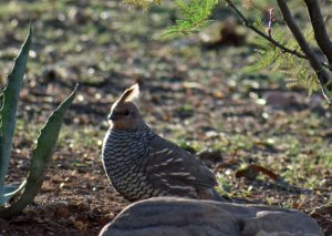 Scaled quail