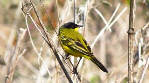 Yellow Wagtail