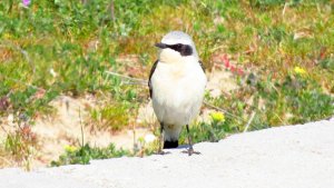 Wheatear