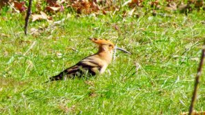 Hoopoe