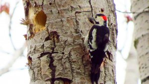 Syrian Woodpecker (male)