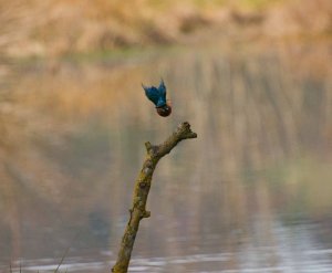 Kingfisher