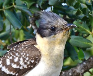 Great Spotted Cuckoo