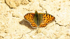 Queen of Spain Fritillary