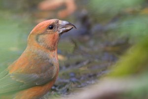 male crossbill