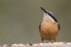 nuthatch