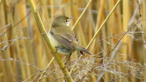 Reed Warbler