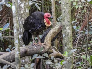 Australian Brushturkey