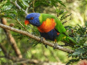 Rainbow Lorikeet