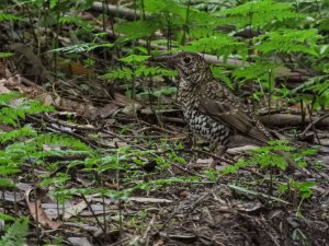 Bassian Thrush