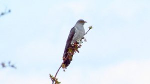 On Hearing the First Cuckoo in Spring