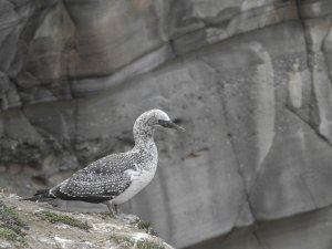 Australasian Gannet