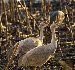 Cranes in the Corn