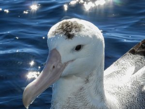Wandering Albatross close up