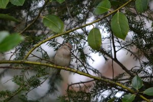 House sparrow female