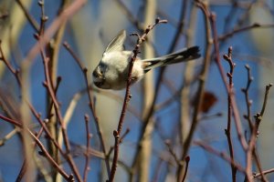 Long-tailed tit. I have been spotted.