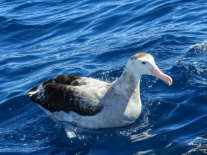 Wandering Albatross, band number Orange 512