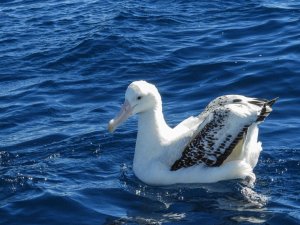 Wandering Albatross