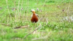 Ruddy Shelduck